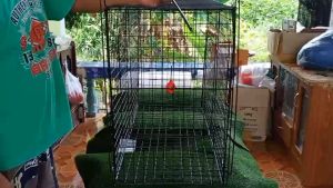 กรงดักสุนัข กรงดักแมวจร กรงดักหมา กรงดักสัตว์อเนกประสงค์ และ ดักสัตว์อื่นๆได้หลายชนิด กว้าง 45 ซม.ยาว 100 ซม.สูง 70 ซม.โครงสร้างแข็งแรงใช้งานได้นานมีตะขอแขวนเหยื่อให้อย่างดีใช้งานง่ายได้ผลดี