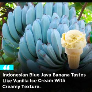 Blue Java banana seedlings