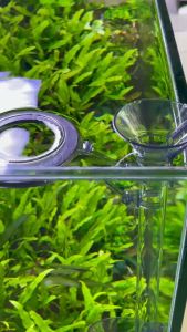 Bộ dụng cụ cho cá ăn