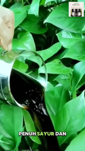 Stok Sedia🔥ejen pengaktif tanah soil activator 土壤活化剂 植物肥料 pengaktif tanah Sesuai untuk Semua Jenis Tanaman Hiasan Buah & Sayuran tanah hitam tanah subur tanah baja organik baja pengaktif tanah