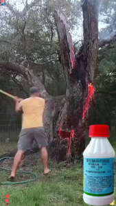 【1 bottle = 10 bottles 】herbicide for grass and weeds Easily kills big trees bamboos and weeds grass killer chemical strong killer big tree tree killer chemical powder root killing tree remover tree root killer grass killer herbicide