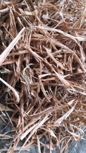 500 gram Daun Jahe Kering Alami / 250 gram Daun jahe Kering Tanpa Di Jemur hanya di angin angin