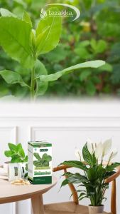 Kapsul Beluntas Tazakka Asli: Solusi Herbal Menghilangkan Bau Mulut & Bau Badan