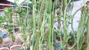 (20 SEEDS) POLE SITAW SEEDS/BONGGA VARIETY/HYBRID/HIGH YIELDING/FOR PLANTING