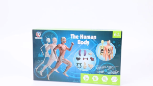 SG-Detachable Dissect-able Human Body Model Science Learning Toy STEM Anatomy Organ Educational