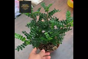 【Ready Stock/现货】Real Live Plant Zanthoxylum Piperitum 胡椒木盆栽 驱蚊植物净化空气室内阳台好养绿植