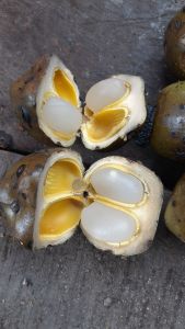kolang kaling bulat utuh kolang kaling muda empuk 1 kg