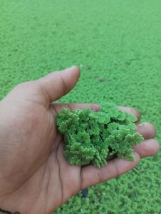 azolla microfpylla 1 kg bibit tanaman azolla super