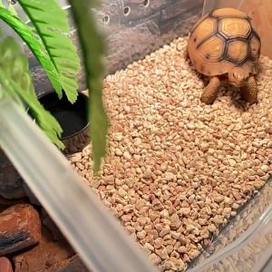 Cùi bắp ngô hạt bắp ngô lót chuồng cho bò sát thú cưng Nomoypet