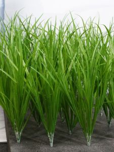 Đồ Trang Trí Bằng Nhựa Giả Mạ Vàng Rice Plant Rice Grass Wheat Grass Fake Green Grass Bóng Cây Xanh Bóng Hoa Bóng Hoa