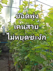 น้ำยาสร้างยอดใหม่เร่งการเจริญเติบโตPGS1 ขนาด30ซีซี