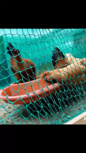 Chicken Net Range Net for Chicken Fence Green Net Outdoor poultry net Isolation vegetable garden net Durable multi-purpose protective net