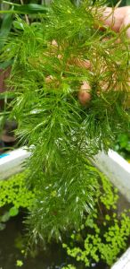 สาหร่ายฉัตร เป็นชั้นเหมือนฉัตร พืชน้ำสวยงาม ขนาด70กรัม ซื้อนิดเดียวพอ ขยายพันธ์ง่ายมากๆ ***จัดส่งเฉพาะเขต ปริมณฑลและกรุงเทพเท่านั้น***ถ้าไกลๆสินค้าอาจเสียหายได้***