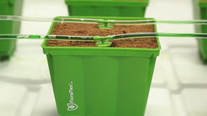 Root Drip – FloraFlex | การบำรุงรักษาบริเวณราก | ปกป้องรากจากเชื้อโรค | ไฮโดรโปนิกส์ & ดิน