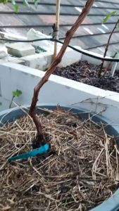 Bibit Anggur Import JUPITER 100% TERMURAH SIAP TANAM