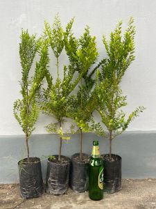 พิเศษลด50% ต้นล่ำซำ (ต้นหูหนู)(แพ็ค2ต้น) ขนาด60-80เซนติเมตร ไม้มงคลเสริมโชคลาภ ไม้ล้อม ไม้ฟอกอากาศ ทนแดดแรง ไม้พุ่มสวย ให้ร่มเงา ไม่ค่อยผลัดใบ ไม่ต้องคอยเก็บกวาดใบไม้ ต้นแข็งแรง ฟอร์มสวยพร้อมปลูกลงดิน