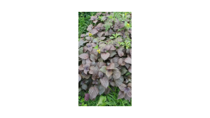 Kemasan Original | Benih Biji Red Shiso | Shiso Merah | Akajiso | Shiso Purple Perilla