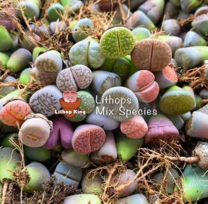 Lithops plant live plant per pcs special promotion