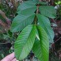 Dahon ng Bayabas Fresh Leaf Plant 100 pcs.. 