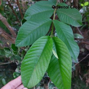 Dahon ng Bayabas Fresh Leaf Plant 100 pcs.