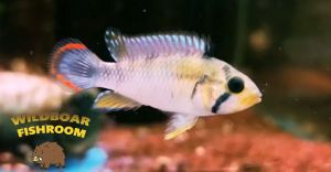 Apistogramma Panduro Pair | Live animal