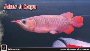 Super Red วิตามินเสริมเร่งสีแดง แบบแคปซูล - วิตามินที่มีระดับสีแดง