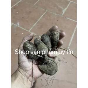 Khoai mỡ tím củ giống để trồng