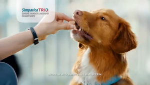 Simparica TRIO Anti Tick Flea Mange Heartworm and Dewormer for Dogs