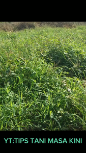 Herbisuda SUPREMO Gold 490 SL / obat rumput sistemik Supremo 1 Liter