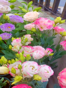 การปลูกดอกไม้ในสวนขนาดเล็กที่บ้าน ดอกไม้ป่าไม่มีขน ดอกไม้สวยงาม อุปกรณ์การปลูกง่าย อุปกรณ์การถ่ายภาพโทรศัพท์มือถือ