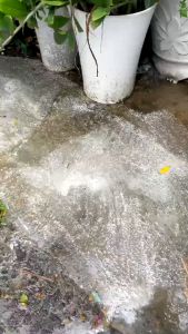 Bột tẩy rong rêu dùng hồ bơi hay sàn