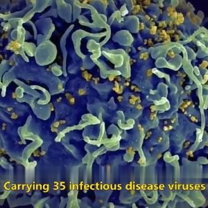 [Rats die outdoors and dont need to be cleaned up] racun tikus rat repellent mouse repellent mothball for rat mouse killer rat killer mice repellent penghalau tikus ubat tikus paling kuat mati 老鼠驱赶器 halau tikus