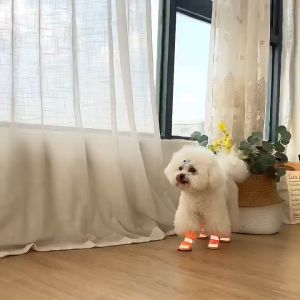 giày dạ quang đi chơi/ đi bộ/ picnic cho chó - T3 PETS SHOP
