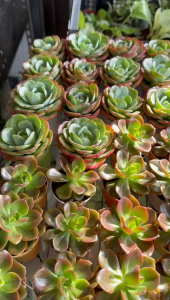 Succulent Plants with Pot Various Different Types