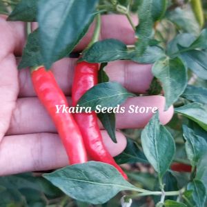 100 seeds for planting binhi pantanim sili labuyo