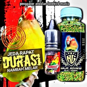 SATU PAKET MILET+ OIL NGOSLET /PENGGACOR BURUNG LOVEBRID/PENGGACOR LB PROSES LB KOSLET/DURASI