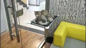 เปลแมวติดกระจก เปลนอนแมว ที่นอนแมว เปลนอนสัตว์เลี้ยง ที่นอนอาบแดด เปลแมวแบบแขวน ที่นอนชมวิว ติดกระจก เตียงแมว ที่นอนสัตว์เลี้ยง