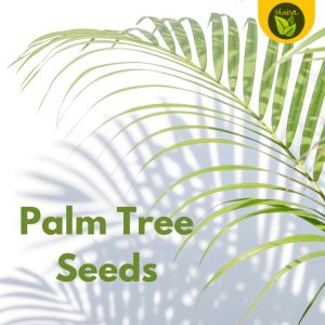 Palm Tree 5 Seeds for Planting Easy to Grow