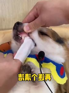 EGG Pet Dental Wipes 50 Pcs Dog cat Oral Care Earwax Tear Stain Teeth Cleaning Pet Finger Toothbrush COD