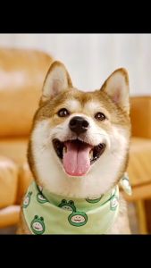 ส่งจากไทย ขนมขัดฟันน้องหมา ไก่พันผักผลไม้อบแห้ง ไร้มัน ไก่พันฟักทอง แอปเปิ้ล