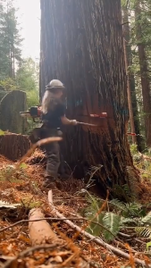 REAIM Chainsaw 22Inch 58CC - Mesin Gergaji Kayu 2 Tak Profesional Cocok Untuk Potong Pohon Batang Kayu dan Material Kayu Lainnya