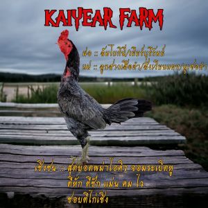 ไข่เชื้อไก่ชน ลูกลัมโบกินี่ คัดพิเศษ รับประกันเชื้อ ส่งด่วนทั่วประเทศ++