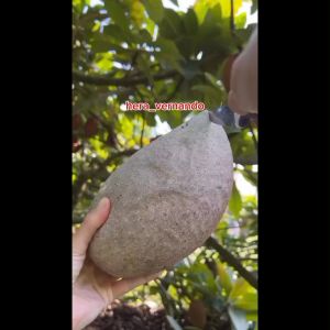 Bibit Sawo Jumbo Mampu Berbuah Dalam Pot Super Okulasi