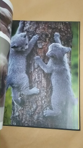 CATS (A Celebration of our Feline Friends) - a HARDCOVER BOOK by Julianna Photopoulos