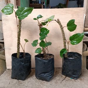 bibit sirih hijau asl bibit tanaman daun sirih hijau tanaman herbal daun sirih bibit daun sirih