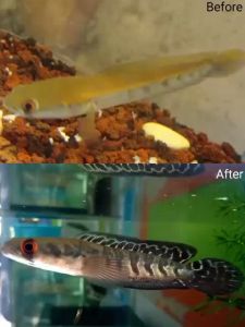 🇸🇬 GOBETTA BLACK DIAMOND FISH PELLET FISH FOOD (20 g) EMPHASIZES THE BAR OF INCREASING INTEREST ON MARU CHANNA SHOP CHANNA STORE FISH SHOP CHANNA OUTLET CHANNA RETAIL CHANNA RETAIL SHOP CHANNA SINGAPORE ONLINE SHOP CHANNA MARKET CHANNA FISH PET SHOP