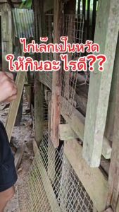 Bio Tornado หวัด คอดัง หวัดแห้งไก่ชน เสริมภูมิคุ้มกัน แบรนด์เรดทอนาโด