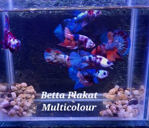 Betta Plakat Multicolour