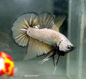 Yellow Copper Dragon Halfmoon Plakat HMPK Betta Fish / Ikan Laga/ 斗鱼 (Not random fish）8