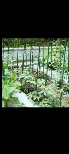 Flower frame climbing vine support package plastic steel pipe garden flower frame climbing vine pole plant diameter 16mm can be arbitrarily assembled